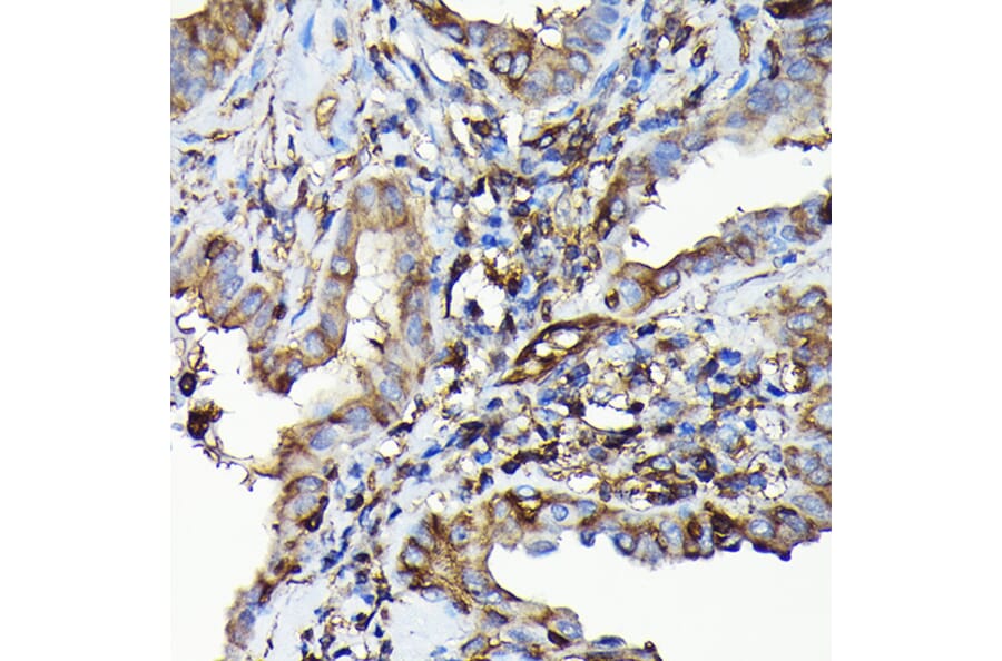 Immunohistochemistry - Anti-non-muscle Myosin IIA Antibody (A88762) - Antibodies.com