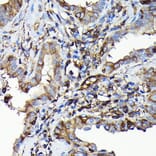 Immunohistochemistry - Anti-non-muscle Myosin IIA Antibody (A88762) - Antibodies.com