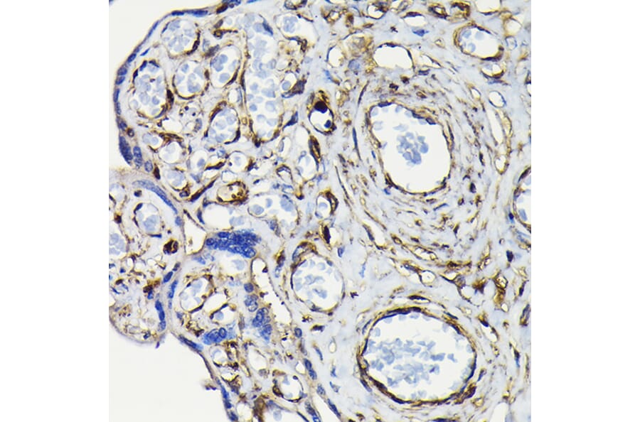 Immunohistochemistry - Anti-non-muscle Myosin IIA Antibody (A88762) - Antibodies.com