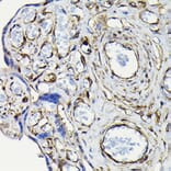 Immunohistochemistry - Anti-non-muscle Myosin IIA Antibody (A88762) - Antibodies.com