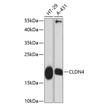 Western Blot - Anti-Claudin 4 Antibody (A88764) - Antibodies.com