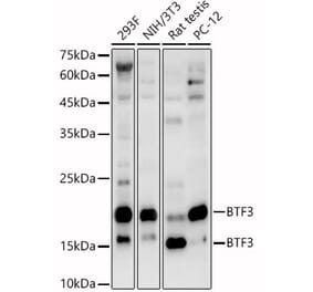 Western Blot - Anti-BTF3 Antibody (A88770) - Antibodies.com