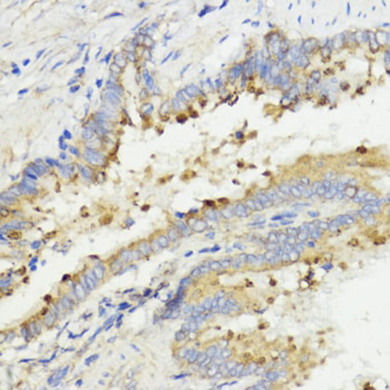 Immunohistochemistry - Anti-IGF1 Antibody (A88771) - Antibodies.com