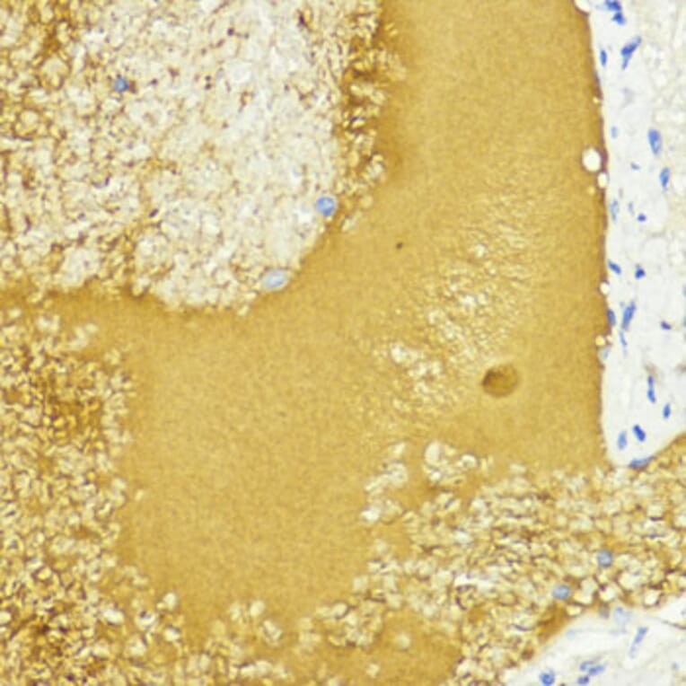 Immunohistochemistry - Anti-IGF1 Antibody (A88771) - Antibodies.com