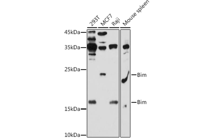 Western Blot - Anti-Bim Antibody (A88772) - Antibodies.com