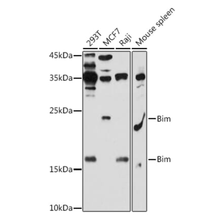 Western Blot - Anti-Bim Antibody (A88772) - Antibodies.com