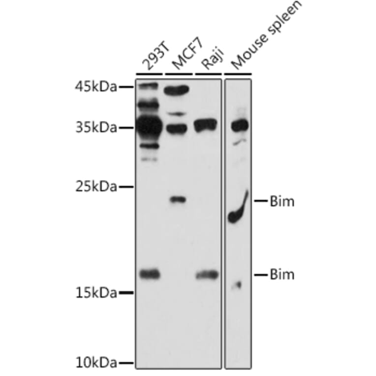 Western Blot - Anti-Bim Antibody (A88772) - Antibodies.com