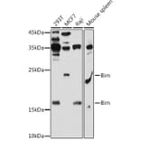 Western Blot - Anti-Bim Antibody (A88772) - Antibodies.com
