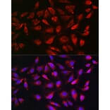 Immunofluorescence - Anti-Bim Antibody (A88772) - Antibodies.com