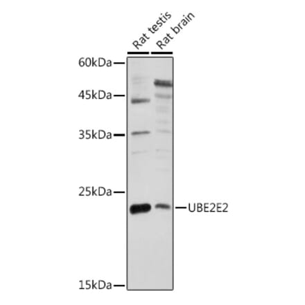 Western Blot - Anti-UBE2E2 Antibody (A88775) - Antibodies.com