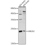 Western Blot - Anti-UBE2E2 Antibody (A88775) - Antibodies.com