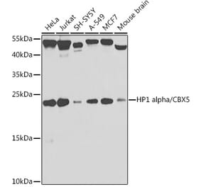 Western Blot - Anti-HP1 alpha Antibody (A88778) - Antibodies.com