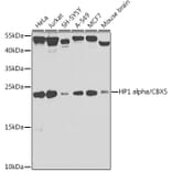 Western Blot - Anti-HP1 alpha Antibody (A88778) - Antibodies.com