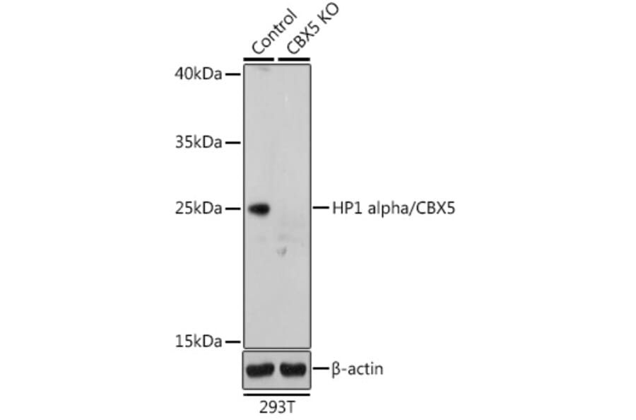Western Blot - Anti-HP1 alpha Antibody (A88778) - Antibodies.com
