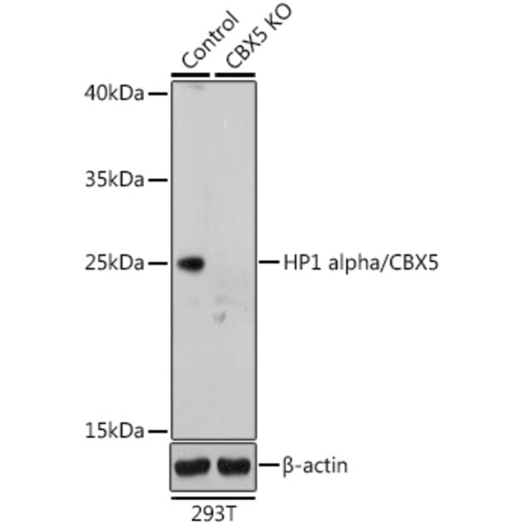 Western Blot - Anti-HP1 alpha Antibody (A88778) - Antibodies.com