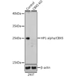 Western Blot - Anti-HP1 alpha Antibody (A88778) - Antibodies.com