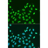 Immunofluorescence - Anti-HP1 alpha Antibody (A88778) - Antibodies.com