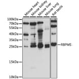 Western Blot - Anti-RBPMS Antibody (A88779) - Antibodies.com
