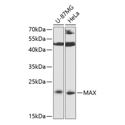 Western Blot - Anti-MAX Antibody (A88780) - Antibodies.com