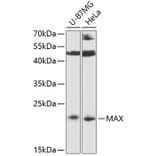 Western Blot - Anti-MAX Antibody (A88780) - Antibodies.com