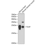 Western Blot - Anti-Telethonin Antibody (A88782) - Antibodies.com