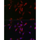 Immunofluorescence - Anti-NKIRAS1 Antibody (A88783) - Antibodies.com