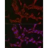 Immunofluorescence - Anti-NKIRAS1 Antibody (A88783) - Antibodies.com
