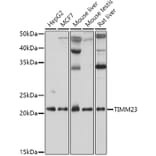 Western Blot - Anti-TIMM23/TIM23 Antibody (A88792) - Antibodies.com