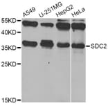 Western Blot - Anti-SDC2 Antibody (A12500) - Antibodies.com