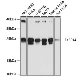 Western Blot - Anti-FKBP14 Antibody (A88795) - Antibodies.com