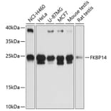 Western Blot - Anti-FKBP14 Antibody (A88795) - Antibodies.com