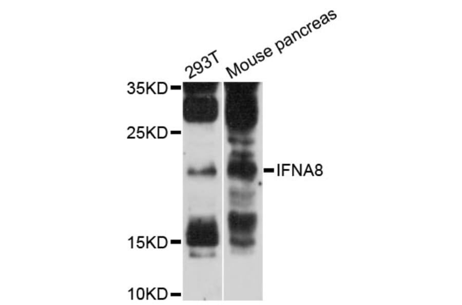 Western Blot - Anti-IFNA8 Antibody (A12747) - Antibodies.com