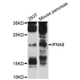 Western Blot - Anti-IFNA8 Antibody (A12747) - Antibodies.com