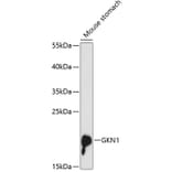 Western Blot - Anti-Gastrokine 1 Antibody (A88798) - Antibodies.com