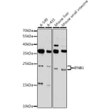 Western Blot - Anti-Interferon beta Antibody (A88799) - Antibodies.com