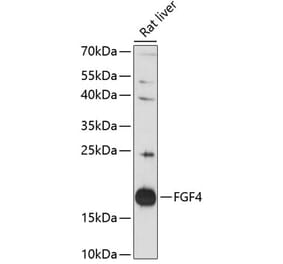 Western Blot - Anti-FGF4 Antibody (A88800) - Antibodies.com