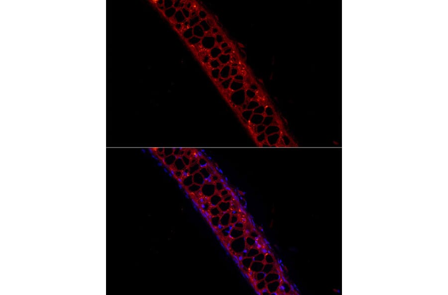 Immunofluorescence - Anti-Aggrecan Antibody (A88804) - Antibodies.com