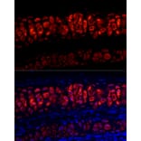 Immunofluorescence - Anti-Aggrecan Antibody (A88804) - Antibodies.com