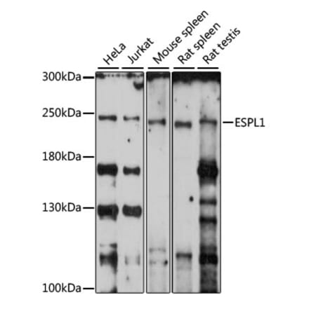 Western Blot - Anti-Separase Antibody (A88806) - Antibodies.com