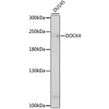 Western Blot - Anti-DOCK4 Antibody (A88807) - Antibodies.com