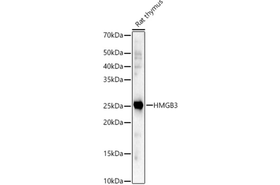 Western Blot - Anti-HMG4 Antibody (A88809) - Antibodies.com