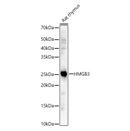 Western Blot - Anti-HMG4 Antibody (A88809) - Antibodies.com