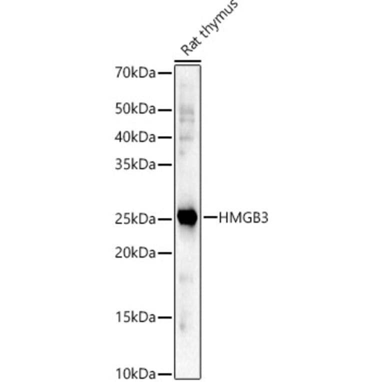 Western Blot - Anti-HMG4 Antibody (A88809) - Antibodies.com