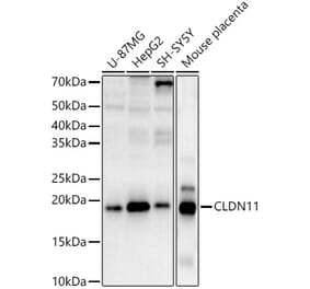 Western Blot - Anti-Oligodendrocyte Specific Protein Antibody (A88810) - Antibodies.com
