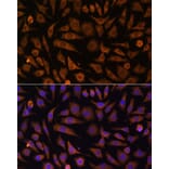 Immunofluorescence - Anti-Rab1A Antibody (A88811) - Antibodies.com