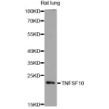 Western Blot - Anti-TNFSF10 Antibody (A11984) - Antibodies.com