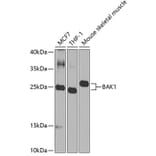 Western Blot - Anti-BAK1 Antibody (A0498) - Antibodies.com