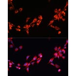 Immunofluorescence - Anti-PGRMC2 Antibody (A88814) - Antibodies.com