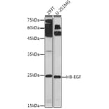 Western Blot - Anti-HBEGF / DTR Antibody (A88815) - Antibodies.com