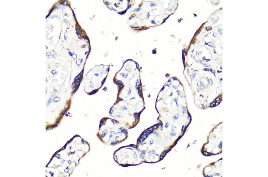 Immunohistochemistry - Anti-HBEGF / DTR Antibody (A88815) - Antibodies.com